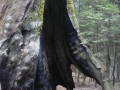 Sequoia NP